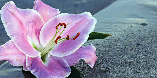 Flyeralarm_Pixabay3 Flyeralarm_Pixabay3